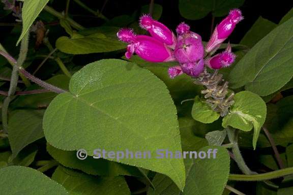 salvia puberula 7 graphic